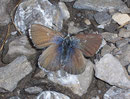 Plebeius orbitulus (Heller Alpenbläuling, Weibchen) / LYCAENIDAE/Polyommatini (Bläulinge)