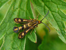 Sesiidae (Glasflügler)