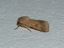 Helicoverpa armigera (Baumwoll-Kapseleule) / Spanien, Kan. Inseln, Lanzarote, Playa Blanca, Meereshöhe, 18. 02. 2012