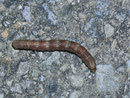 Alcis repandata (Braunmarmorierter Baumspanner, Raupe) / CH BE Hasliberg 1070 m,  02. 06. 2013