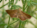 Endotricha flammealis / PYRALIDAE/Pyralinae (Zünsler)