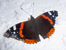 Vanessa atalanta (Admiral) / NYMPHALIDAE/Nymphalinae (Edlefalter)