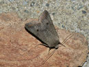 Agrochola lota (Dunkelgraue Herbsteule) / NOCTUIDAE (Eulen)