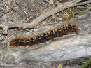 Lasiocampa quercus (Eichenspinner, erwachsene Raupe) / CH BE Hohgant 1790 m, 30. 07. 2012