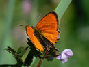 Lycaena virgaureae (Dukatenfalter, Männchen) / CH VS Val d'Anniviers St-Luc 1750 m, 07. 07. 2010