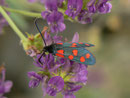 Zygaena transalpina (Hufeisenklee-Widderchen) / CH BE Hasliberg, 10. 07. 2017 