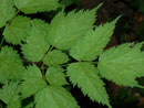 Actaea spicata  (Christophskraut) / Ranunculaceae