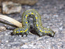 Lycia alpina (Alpenspanner)