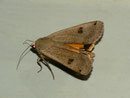 Noctua pronuba (Hausmutter) / NOCTUIDAE (Eulen)