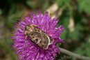 Chersotis alpestris / NOCTUIDAE (Eulen)