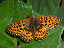 Boloria euphrosyne (Veilchen-Perlmuttfalter) / NYMPHALIDAE/Heliconiinae (Edelfalter)