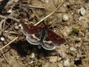 Pyrausta obfuscata / CRAMBIDAE/Pyraustinae(Zünsler)