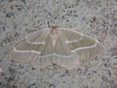 Hylaea fasciaria (Zweibindiger Nadelwaldspanner) / GEOMETRIDAE/Ennominae (Spanner)