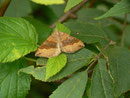Scotopteryx chenopodiata (Braungebänderter Linienspanner) / CH BE Hasliberg 1050 m, 28. 07. 2015