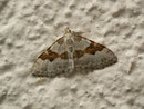 Xanthorhoe montanata (Schwarzbraunbinden-Blattspanner) / CH BE Hasliberg 1240 m  30. 05. 2014