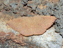 Cyclophora puppillaria (Pupillenspanner) / GEOMETRIDAE/Ennominae (Spanner)