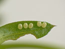 Xanthorhoe ferrugata (auf Galium)