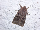 Orthosia gothica (Gothica Kätzcheneule) / CH VS Goppenstein Bahnhofunterführung 1216 m, 07. 05. 2009