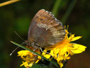 Erebia euryale adyte (Weibchen) / CH VS Turtmanntal 1980 m, 14. 07. 2010