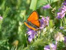 Lycaena hippothoe eurydame (Kleiner Ampferfeuerfalter, Männchen) / CH UR Urserental Realp 1538 m, 05. 08. 2013