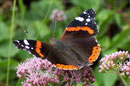 Vanessa atalanta (Admiral) / CH BE Hasliberg 1050 m, 29. 07. 2006