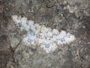 Idaea contiguaria (Bräunlicher Fetthennen-Felsflur-Kleinspanner) / GEOMETRIDAE/ Sterrhinae (Spanner)