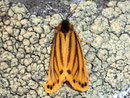 Setina aurita (Gelber Alpen-Flechtenbär) / ARCTIIDAE/Lithosiinae (Bärenspinner)