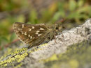 Hesperia comma (Kommafalter, Weibchen) / CH VS Oberwald 1570 m, 17. 09. 2014