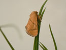 Apoda limacodes (Grosser Schneckenspinner) / LIMACODIDAE (Schneckenspinner)