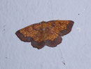 Epione vespertaria (Espen-Saumbandspanner) / GEOMETRIDAE/Ennominae (Spanner)