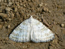 Perizoma albulata (Klappertopf-Kapselspanner) / GEOMETRIDAE/Larentiinae (Spanner)