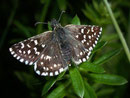 Pyrgus malvae (Malven-Würfelfleckfalter)  / HESPERIIDAE (Dickkopffalter)