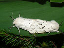 Spilosoma lubricipeda (Weisse Tigermotte) / CH BE Hasliberg 1050 m, 10. 06. 2011