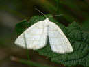 Cabera exanthemata (Braunstirn-Weissspanner) / GEOMETRIDAE/ Ennominae (Spanner)