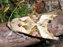Phlogophora meticulosa (Achateule) / NOCTUIDAE (Eulen)