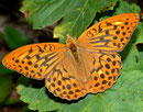 Argynnis paphia (Kaisermantel, Männchen) / NYMPHALIDAE/Heliconiinae (Edelfalter)