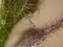 Phlogophora meticulosa (Achateule) / CH BE Hasliberg 1290 m, 05. 06. 2020
