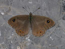 Lasiommata maera (Braunauge, Männchen) / NYMPHALIDAE/Satyrinae (Edelfalter)