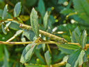 Biston betularia (Birkenspanner) / CH BE Hasliberg 1050 m, 20. 09. 2013 (gefunden an Berberis vulgaris)
