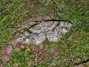 Peribatodes secundaria (Nadelholz-Rindenspanner, Weibchen) / CH BE Hasliberg 1240 m, 28. 07. 2013