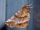 Selenia dentaria (Dreistreifiger Mondfleckspanner) / GEOMETRIDAE/Ennominae (Spanner)