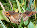 Erebia aethiops  (Graubindiger Mohrenfalter, Weibchen) / CH BE Hasliberg 1050 m, 04. 08. 2011