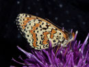 Melitaea didyma (Roter Scheckenfalter) / CH VS Gasenried Schalbettu 1685 m, 13. 08. 2009