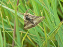 Malacosoma alpicola (Alpiner Ringelspinner, Männchen) / CH VS Val d'Anniviers, Lac de Moiry 2250 m, 23. 08. 2013