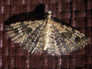Alucita hexadactyla (Geissblatt-Geistchen) /  ALUCITIDAE (Federgeistchen)