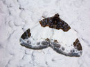 Mesoleuca albicillata (Brombeer-Blattspanner) / GEOMETRIDAE/Larentiinae (Spanner)