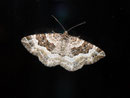 Epirrhoe alternata (Graubinden-Labkrautspanner) / GEOMETRIDAE/Larentiinae (Spanner)