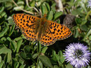 Boloria euphrosyne (Veilchen-Perlmuttfalter) / CH BE Hasliberg 1100 m, 17. 04. 2014