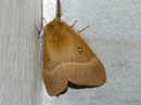 Lasiocampa quercus (Eichenspinner) / LASIOCAMPIDAE (Glucken)