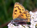 Lycaena alciphron gordius (Violetter Feuerfalter, Weibchen) / CH VS Binntal Heiligkreuz 1800 m, 10. 08. 2010